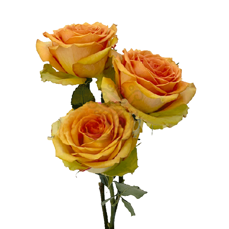Tropic Versilia Roses Peach 3