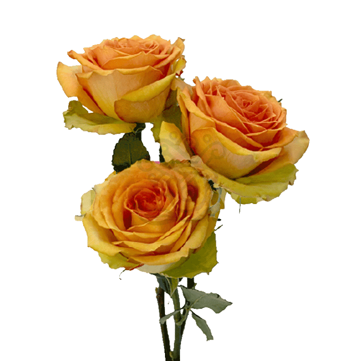 Tropic Versilia Roses Peach 3