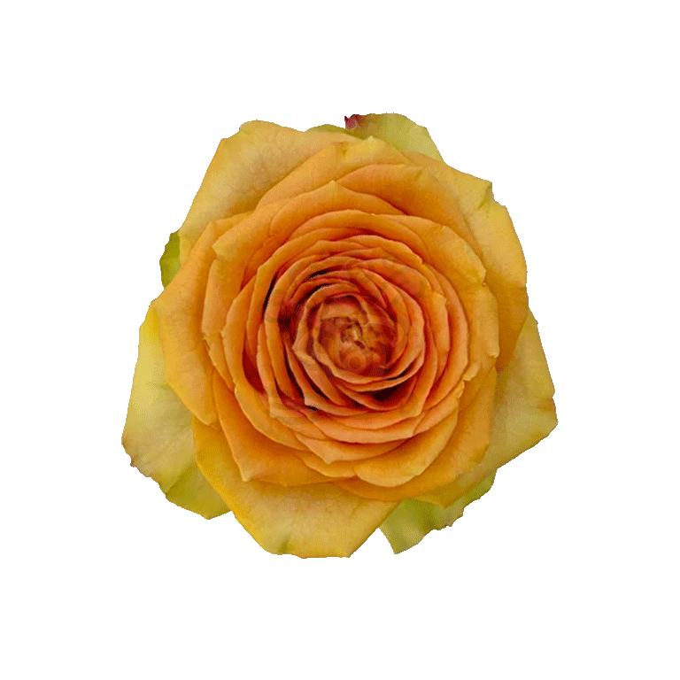 Tropic Versilia Roses Peach