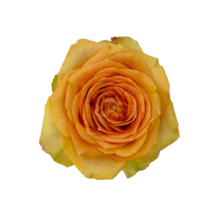Tropic Versilia Roses Peach