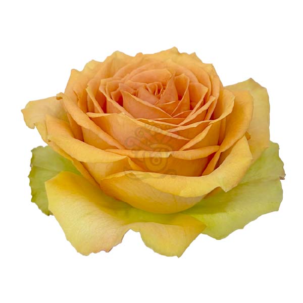 Tropic Versilia rose head in intense peach with yellow outer petals, grown in Ecuador by Asiri Blooms