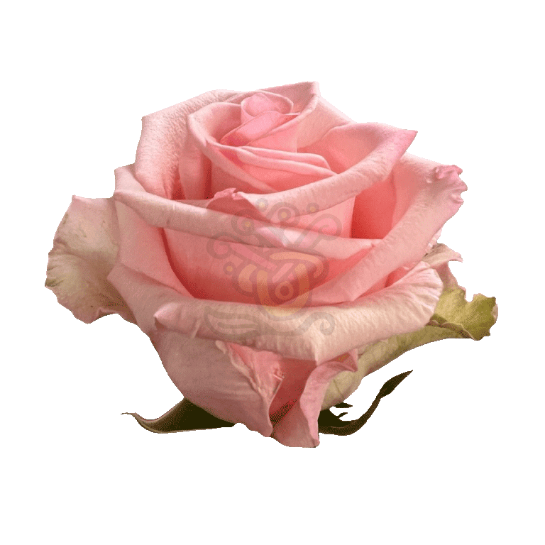 Unforgiven Roses Light Pink 2