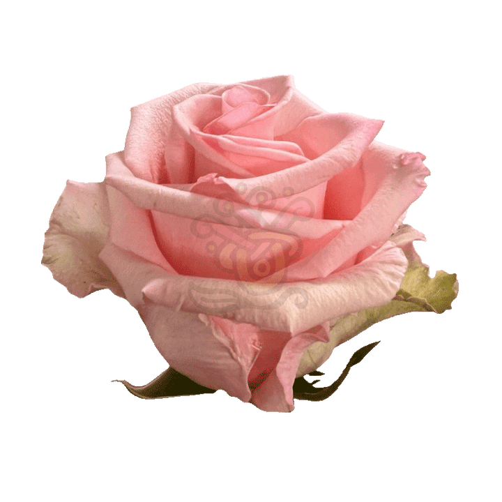 Unforgiven Roses Light Pink 2