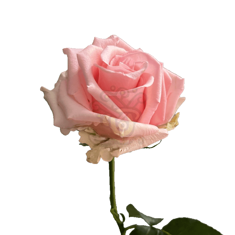 Unforgiven Roses Light Pink 3