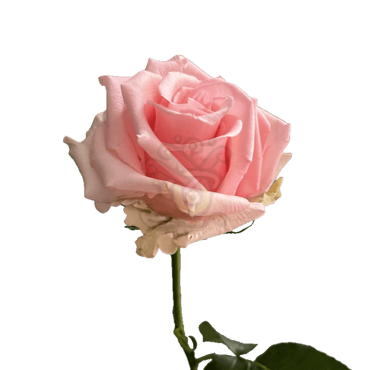 Unforgiven Roses Light Pink 3