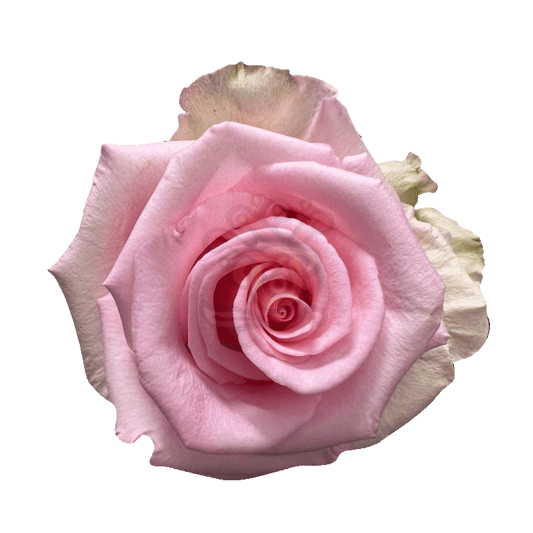 Unforgiven Roses Light Pink