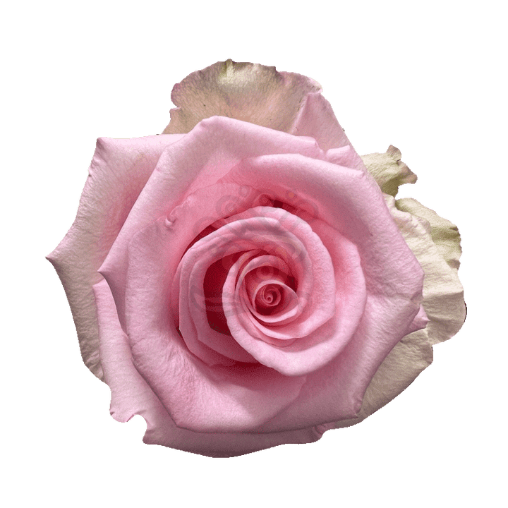 Unforgiven Roses Light Pink