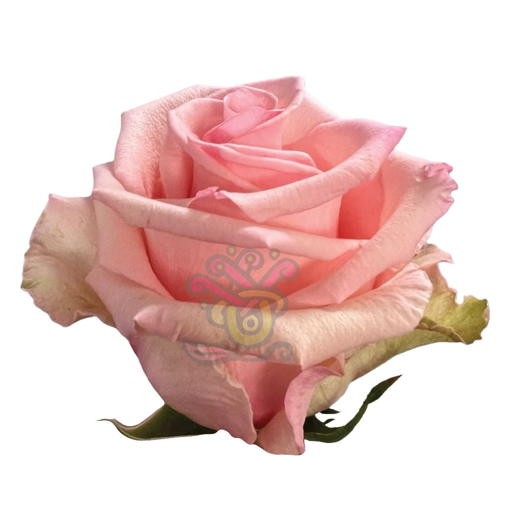 Unforgiven Roses • Asiri Blooms