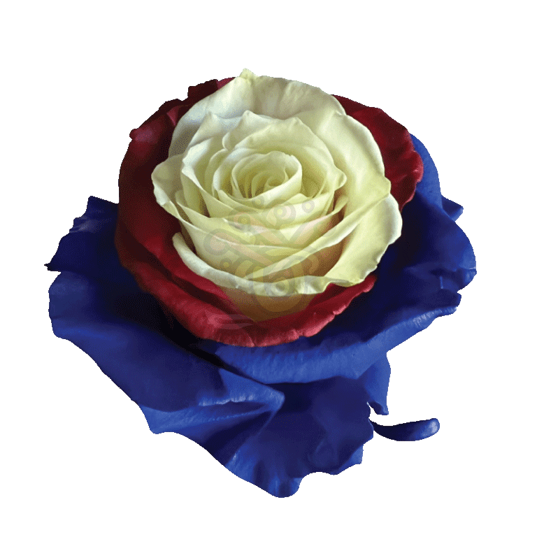 US Candy Tinted Roses 2