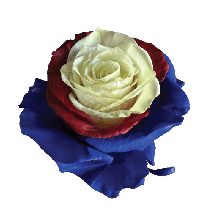 US Candy Tinted Roses 2