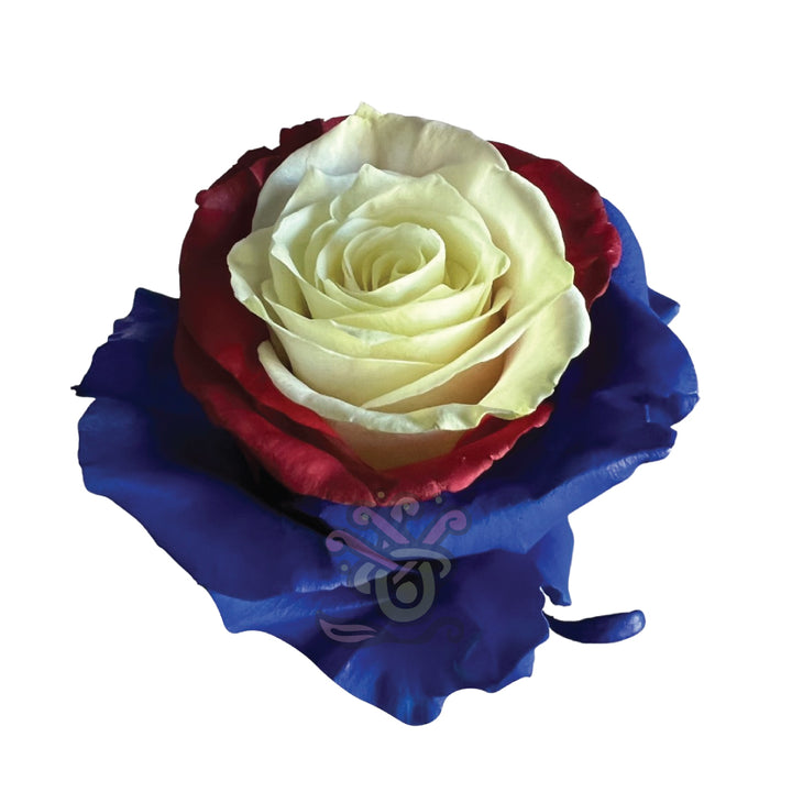 US Candy Dyed • Asiri Blooms