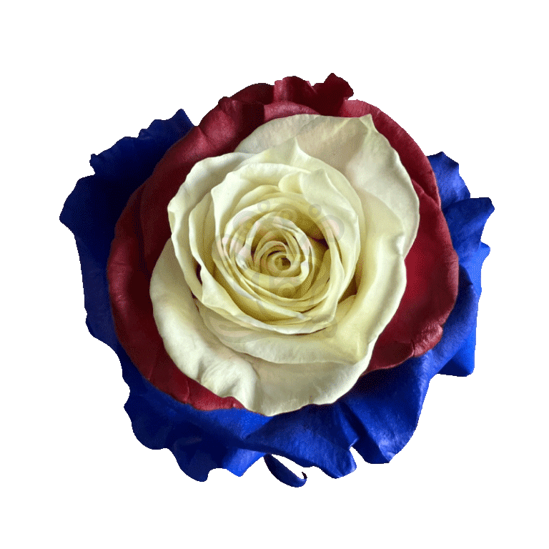 US Candy Tinted Roses