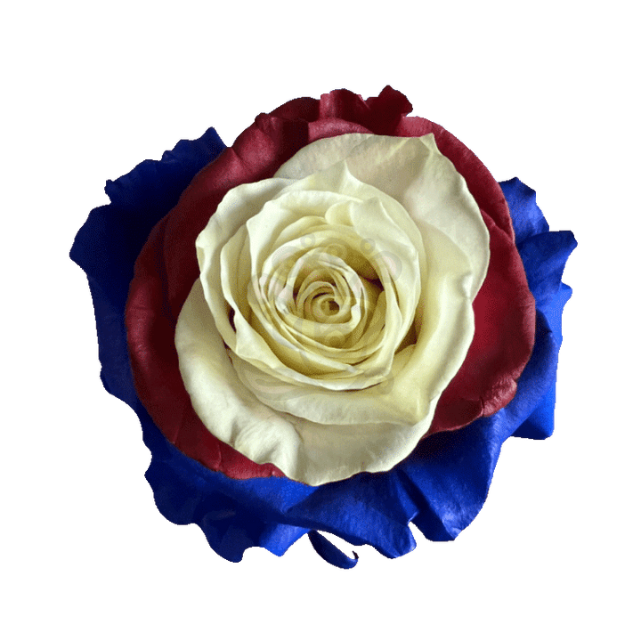 US Candy Tinted Roses