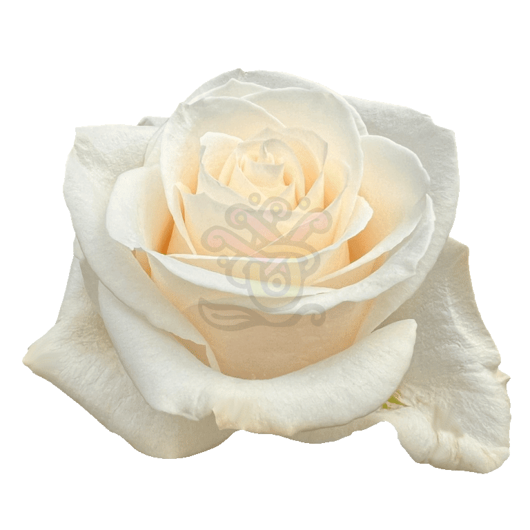 Vendela Roses White 2