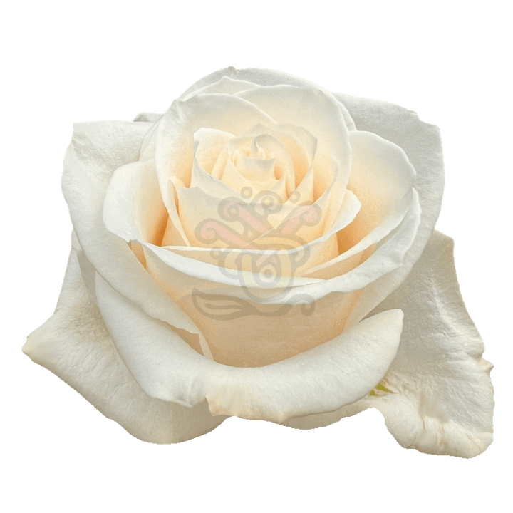 Vendela Roses White 2