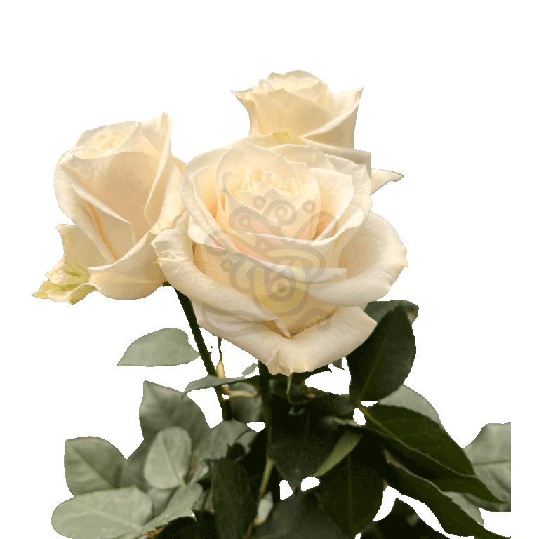 Vendela Roses White 3