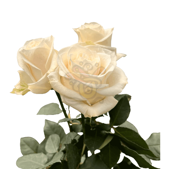 Vendela Roses White 3