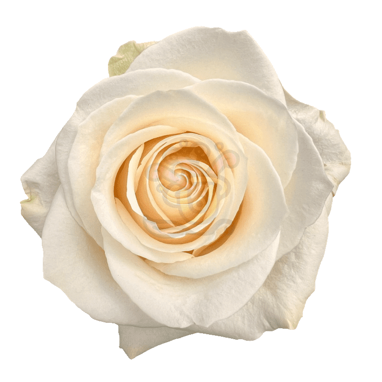 Vendela Roses White