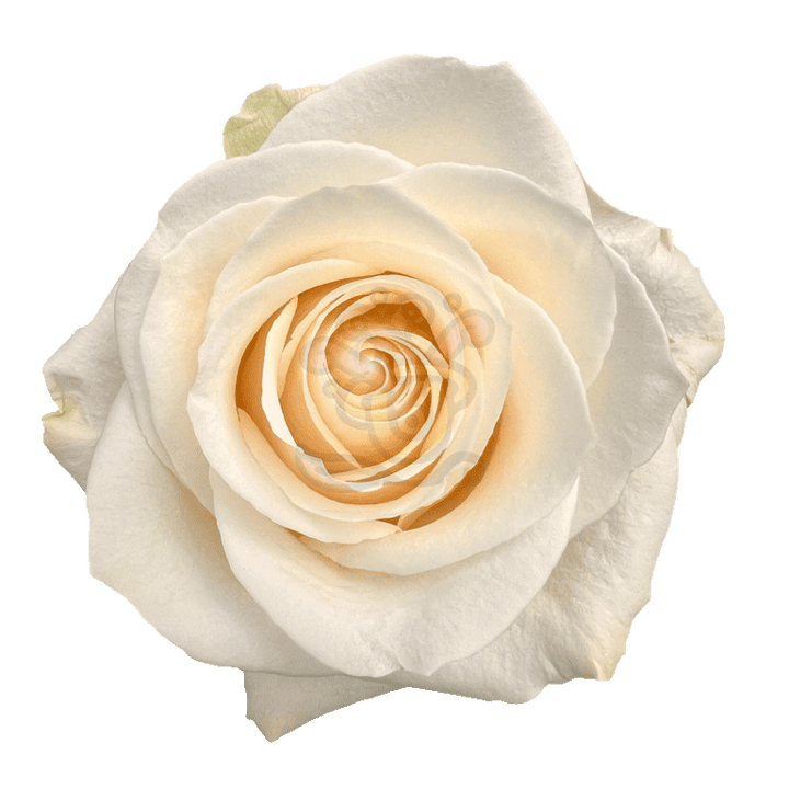 Vendela Roses White
