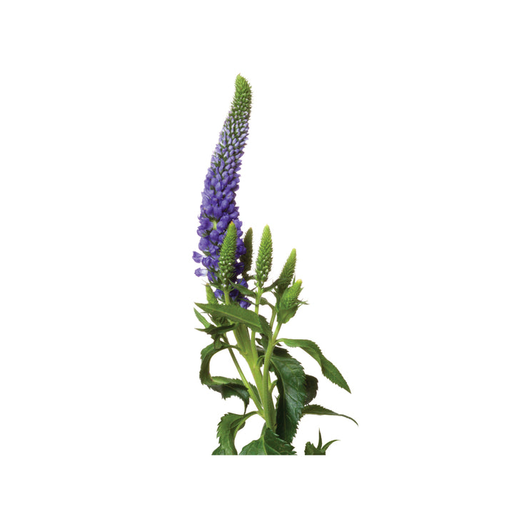 Veronica Purple • Asiri Blooms