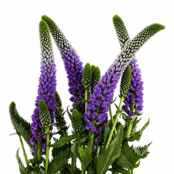 Veronicas Purple