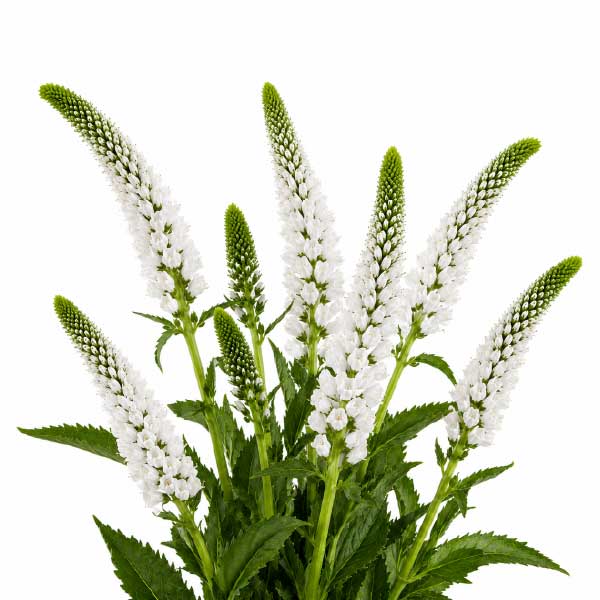 Veronicas White
