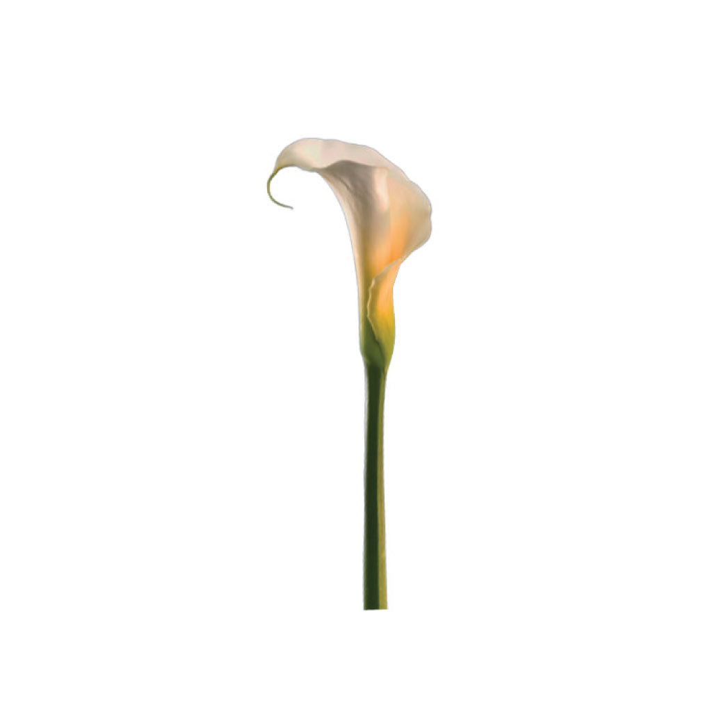 White Calla • Asiri Blooms • Bulk Flowers