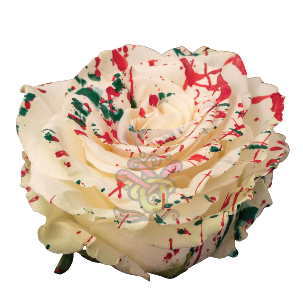 White Mistletoe Tinted Roses • Asiri Blooms