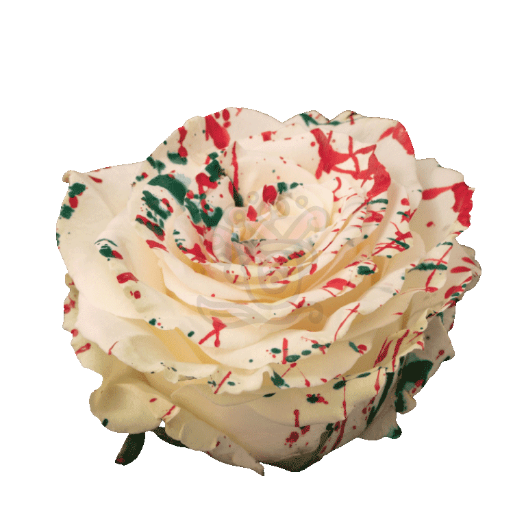 White Mistletoe Tinted Roses 2