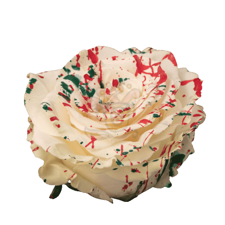 White Mistletoe Tinted Roses 2