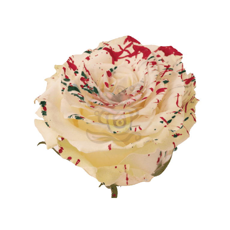 White Mistletoe Tinted Roses 3