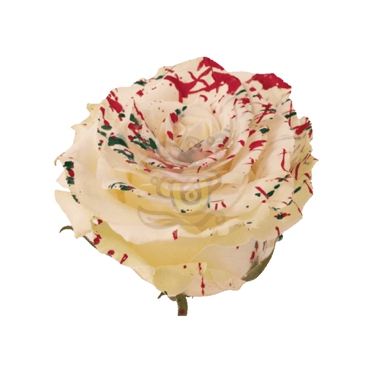 White Mistletoe Tinted Roses 3