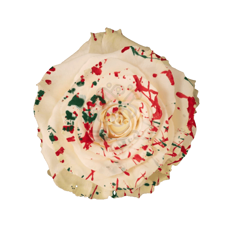 White Mistletoe Tinted Roses