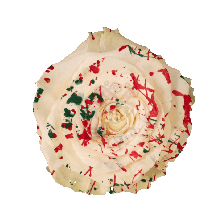 White Mistletoe Tinted Roses