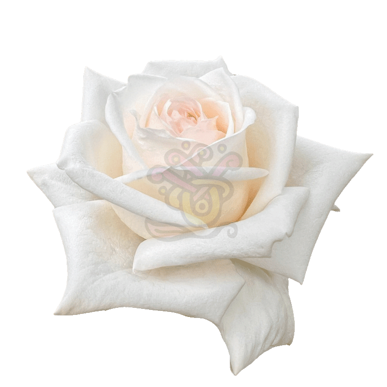 White O Hara Roses White 2