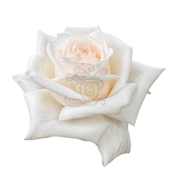 White O Hara Roses White 2