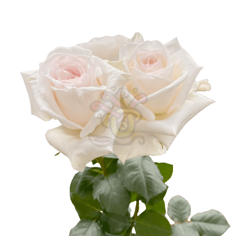 White O Hara Roses White 3