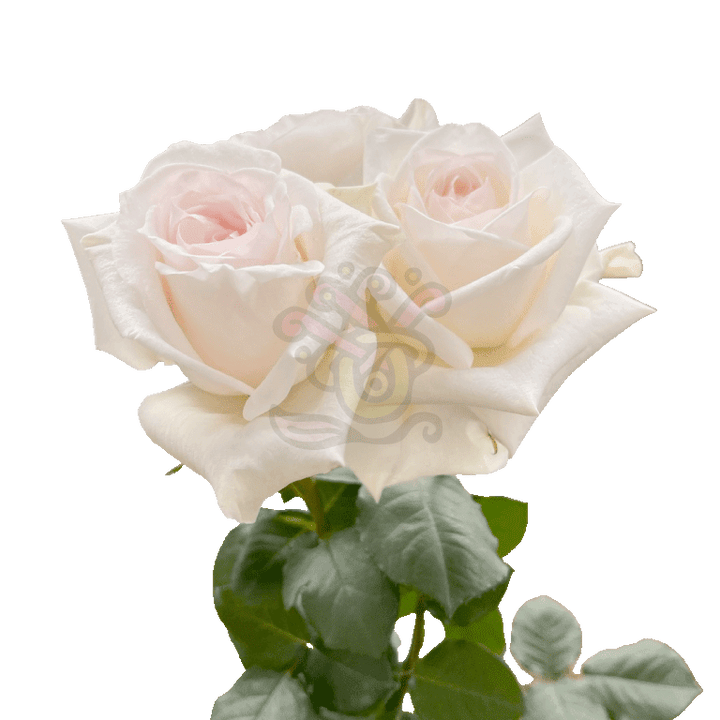 White O Hara Roses White 3