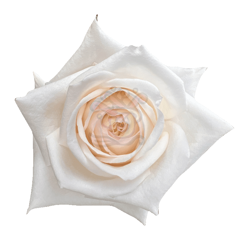 White O Hara Roses White