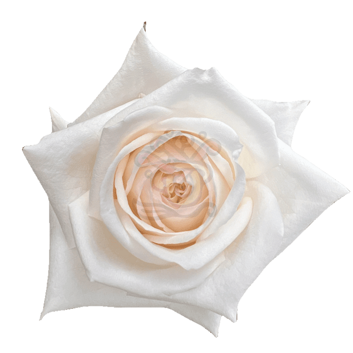 White O Hara Roses White
