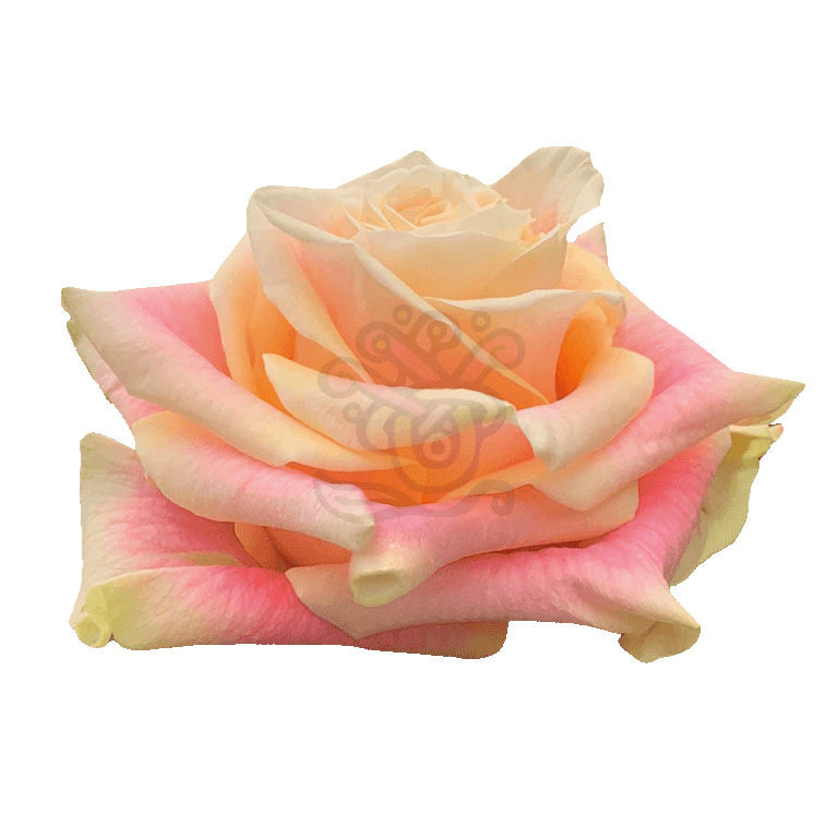 Wild Crown Roses Bicolored 2