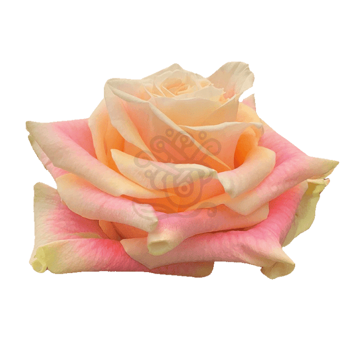 Wild Crown Roses Bicolored 2