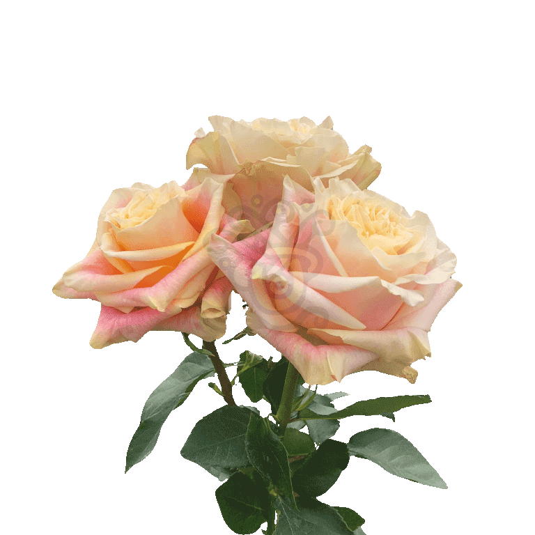 Wild Crown Roses Bicolored 3