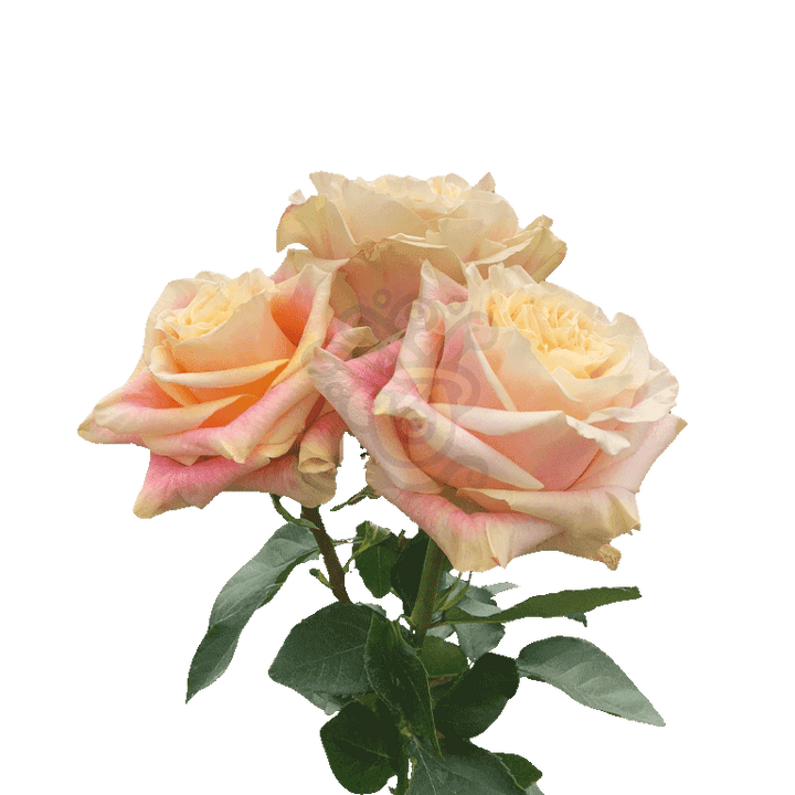Wild Crown Roses Bicolored 3