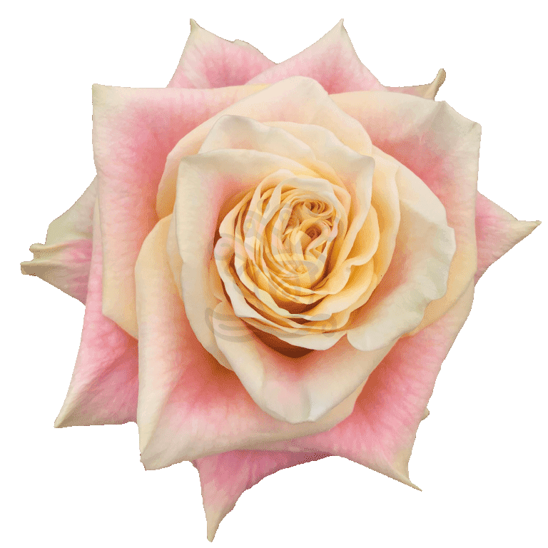 Wild Crown Roses Bicolored