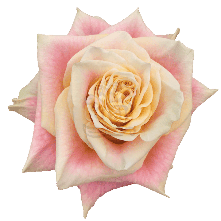 Wild Crown Roses Bicolored