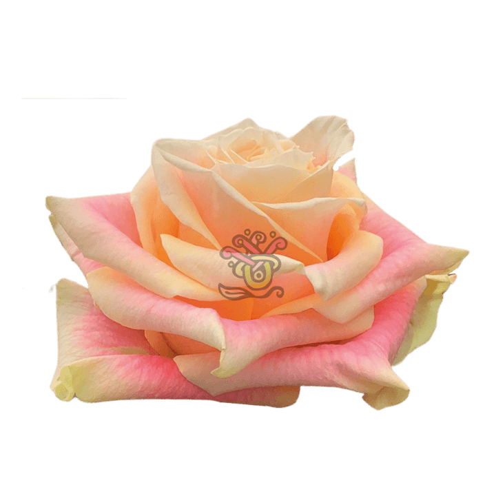 Wild Crown Roses - Wholesale Bicolor Roses