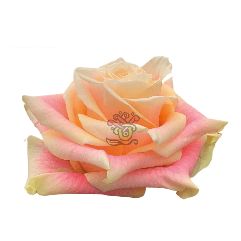 Wild Crown Roses - Wholesale Bicolor Roses