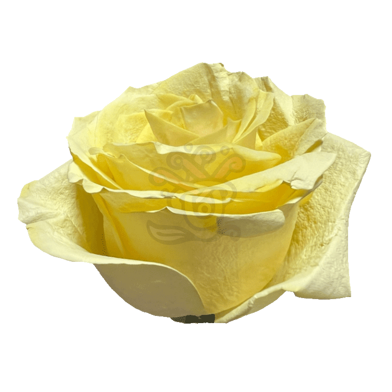 Yellow Pastel Tinted Roses 2