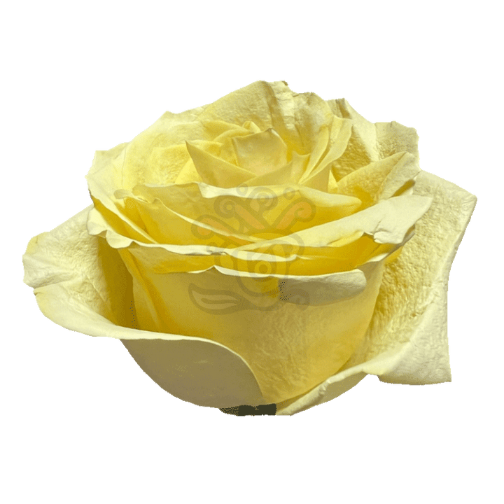 Yellow Pastel Tinted Roses 2